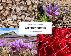 Starter Patch– 24 Large Corms Most Popular