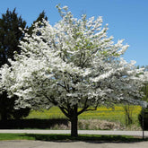12 American White Dogwood Cuttings – Cornus florida Scions – Unrooted Stems for Grafting or Rooting – Flowering Tree Starter