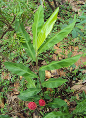 Ginger Shampoo Plant 6–8” Bareroot | Zingiber zerumbet | Awapuhi Root | Tropical Medicinal | Rare Edible Ornamental Ginger