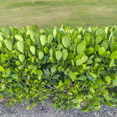 5 Clusia Plants (Clusia rosea) | Bare Root Starter Plants | Autograph Tree | Tropical Hedge | Air Purifying Houseplant