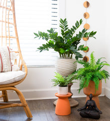 28” Artificial Zamioculcas Plant