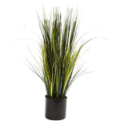 3’ Onion Grass Plant