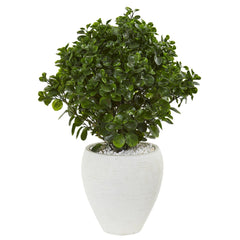 32” Peperomia Artificial Plant in White Planter (Indoor/Outdoor)