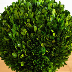 4’ Preserved Boxwood Double Ball Topiary Tree in Planter