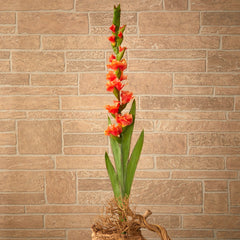 46” Gladiolus Artificial Flower (Set of 3)