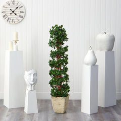 5’ English Ivy Topiary Spiral Artificial Tree in Country White Planter (Indoor/Outdoor)