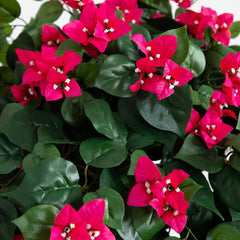 5' Mini Bougainvillea Topiary