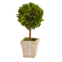 6” Boxwood Topiary Preserved Plant in Ceramic Planter (Set of 4)