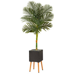 6’ Artificial Golden Cane Palm Tree in Black Planter with Stand