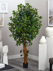 6' Palace Style Ficus Silk Tree