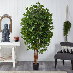 6.5’ Deluxe Ficus Tree