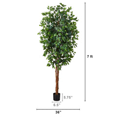 7' Ficus Silk Tree