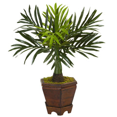 Assorted Mini Palm Trees in Planter (Set of 3)