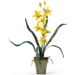 Cymbidium Orchid w/Vase (Set of 3)