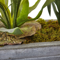 Dancing Lady and Staghorn in Stone Planter