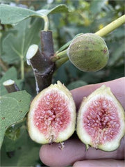 Dark Portuguese Fig Cutting - Unrooted 8"+, 3+ Nodes | Rare Ficus carica, Sweet Dark Fig Tree for Grafting or Propagation