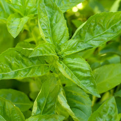 Sweet Basil Seeds (Organic)