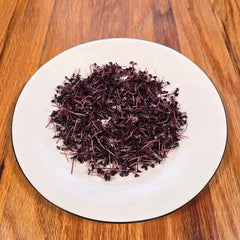 Basil (Red Rubin)