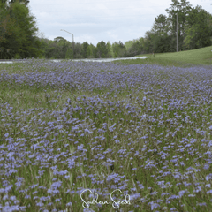 Blue Eyed Stout Grass – 50 Seeds