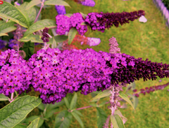 Live Royal Red Butterfly Bush – Buddleja davidii in 1 Pint Pot, Perennial, Fragrant Blooms, Butterfly Magnet, Drought Tolerant