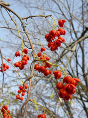 30 Celastrus scandens Seeds | American Bittersweet | Native Climbing Vine | Ornamental Berry & Wildlife Plant