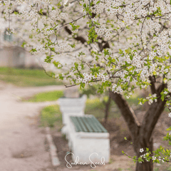 Cherry Plum – 5 Seeds