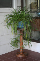10 Spider Plants Ready to Root – Chlorophytum comosum – Easy Houseplants for Indoor Air Purifying – Low Maintenance Starter Plants