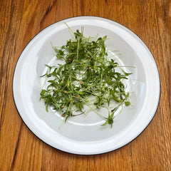 Cilantro (Monogerm)
