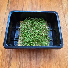 Clover