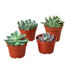 4 Echeveria Succulent Variety Pack - 4.0" Pot