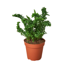 Fern 'Emina' | Curly Boston Fern for Hanging Displays | House Plant Shop