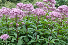 Eutrochium fistulosum Seeds β Hollow Joe-Pye Weed | Native Tall Wildflower | Pollinator Garden Plant | 100 Seeds