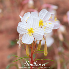 Pale Evening Primrose – 100 Seeds