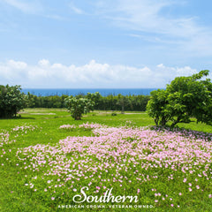 Pale Evening Primrose – 100 Seeds