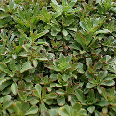 Czar's Gold Sedum 72 Plant Plug Flat - Bright Groundcover, Hardy Perennial, Sun to Partial Shade, Sedum spurium