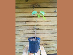10 Pawpaw Trees - 18" - 24" - Asimina triloba - Live Seedlings for Fruit Production and Wildlife Habitat