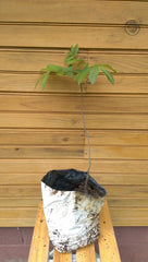 Pecan Tree Seedlings - 6" - 12" - Carya illinoinensis - 2 Live Trees - Outdoor Grown - Spring Condition - Nut Production