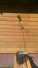 5 American Persimmon Trees 6"-12" - Diospyros virginiana - Live Seedlings for Wildlife Habitat & Ornamental Use