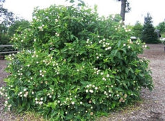 Buttonbush Plant - 10-18" Bareroot - Cephalanthus occidentalis - Native North American Shrub