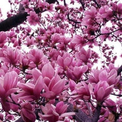 Jane Magnolia Plant 2.5" Pot - Magnolia liliiflora, Purple Flowering Japanese Magnolia, USDA Zone 4-7, Bareroot Shipping Available
