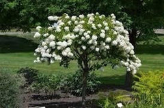 Diana Rose of Sharon Althea Plant in Quart Pot - Hibiscus syriacus - USDA Zones 6-9 - Flowering Shrub for Garden