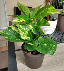 Golden Pothos Cutting 1 Rooted + 1 Free Cutting, Epipremnum Aureum, Low Maintenance Indoor Plant, Perfect for Beginners