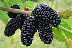 Dwarf Everbearing Mulberry Tree - 10" Plant - Sweet Berries - Morus nigra - Ideal for Small Spaces, Self-Pollinating, Hardy