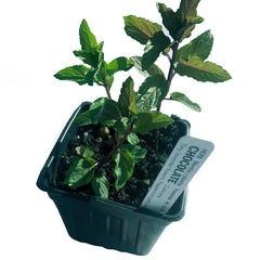 Organic Chocolate Mint Plant in 2.5-inch Pot | Mentha x piperita f. citrata 'Chocolate' | Aromatic Herb for Tea & Cooking