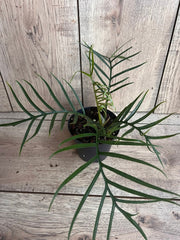 Philodendron Tortum 4" Pot - Rare Climbing Plant with Deep-Cut Leaves (Philodendron Tortum)