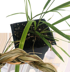 Organic Sweetgrass Plant in 2.5-Inch Pot, Hierochloe odorata, Live Herbal Plant by Smoke Camp Crafts