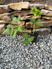 Garden Angelica Live Plant 4" Pot - Norwegian Angelica, Angelica archangelica, Full Sun to Part Shade, Zones 4-7