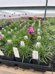 Sea Thrift Live Plant 3.5" Pot - Splendens - Armeria maritima - Full Sun Perennial for Zones 4-8 - Coastal Garden Favorite