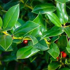 Needlepoint Holly Quart Pot - Ilex cornuta - Fast Growing Dense Shrub for Privacy Fences & Hedges - USDA Zone 6-9