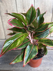 Aglaonema Siam Plant in 6" Pot - Siam Aurora Aglaonema - Low Light Houseplant - Easy Care Indoor Plant - Aglaonema commutatum